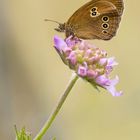 Brauner Waldvogel