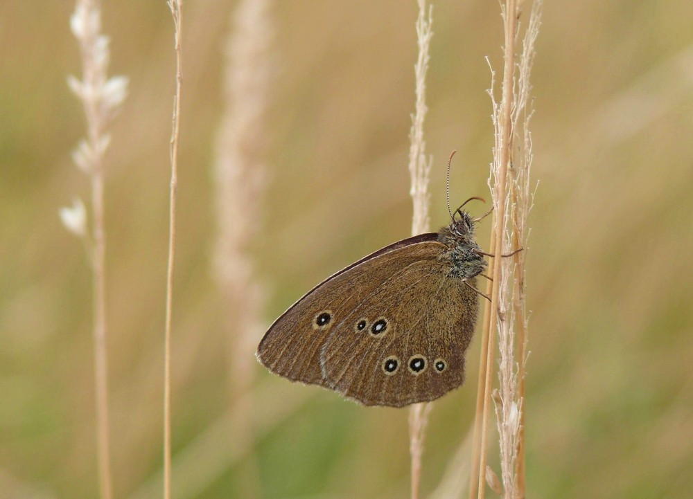 Brauner Waldvogel