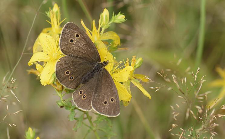 Brauner Waldvogel