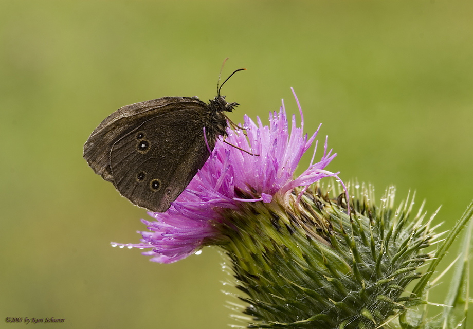 Brauner Waldvogel