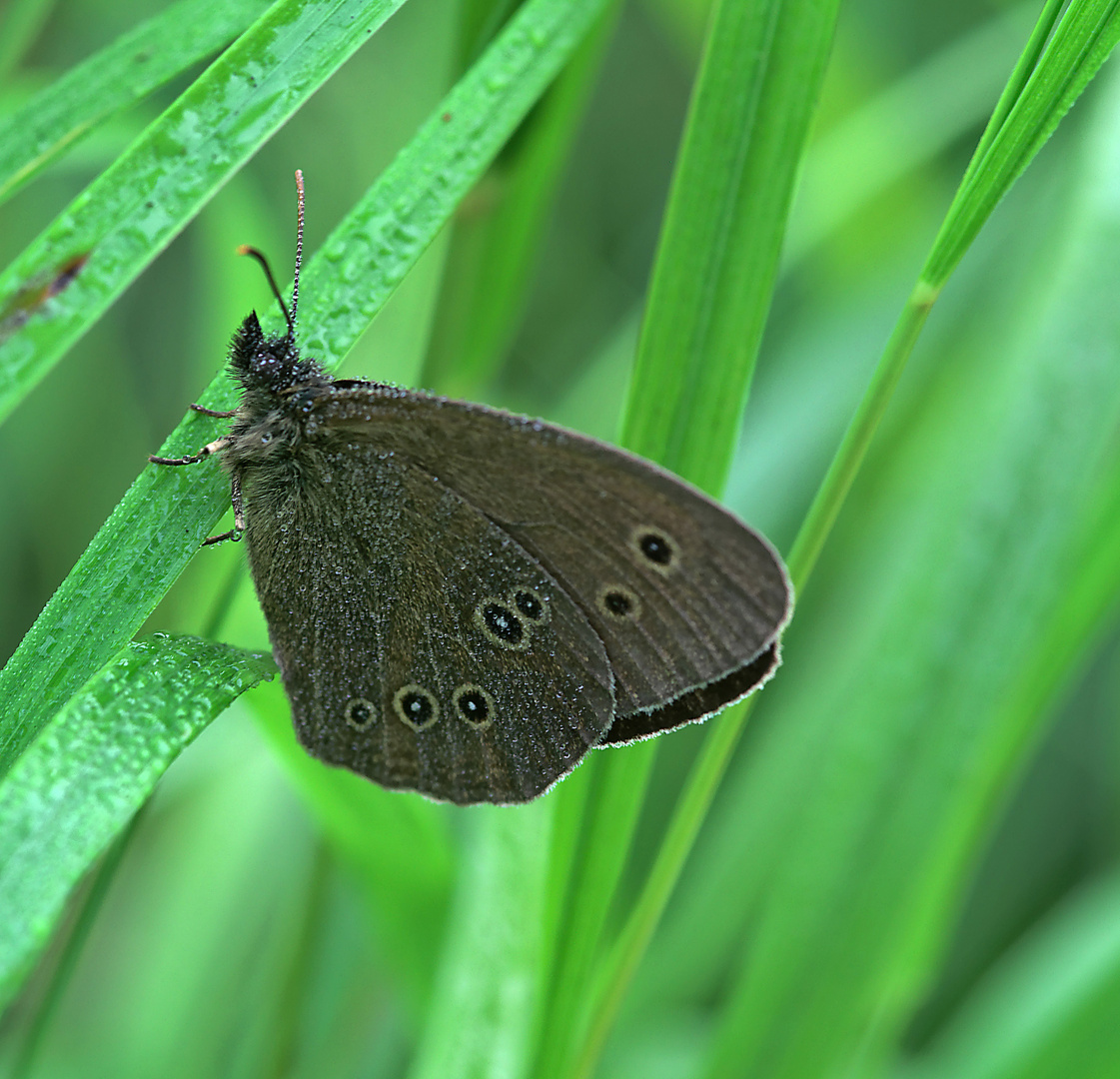 Brauner Waldvogel