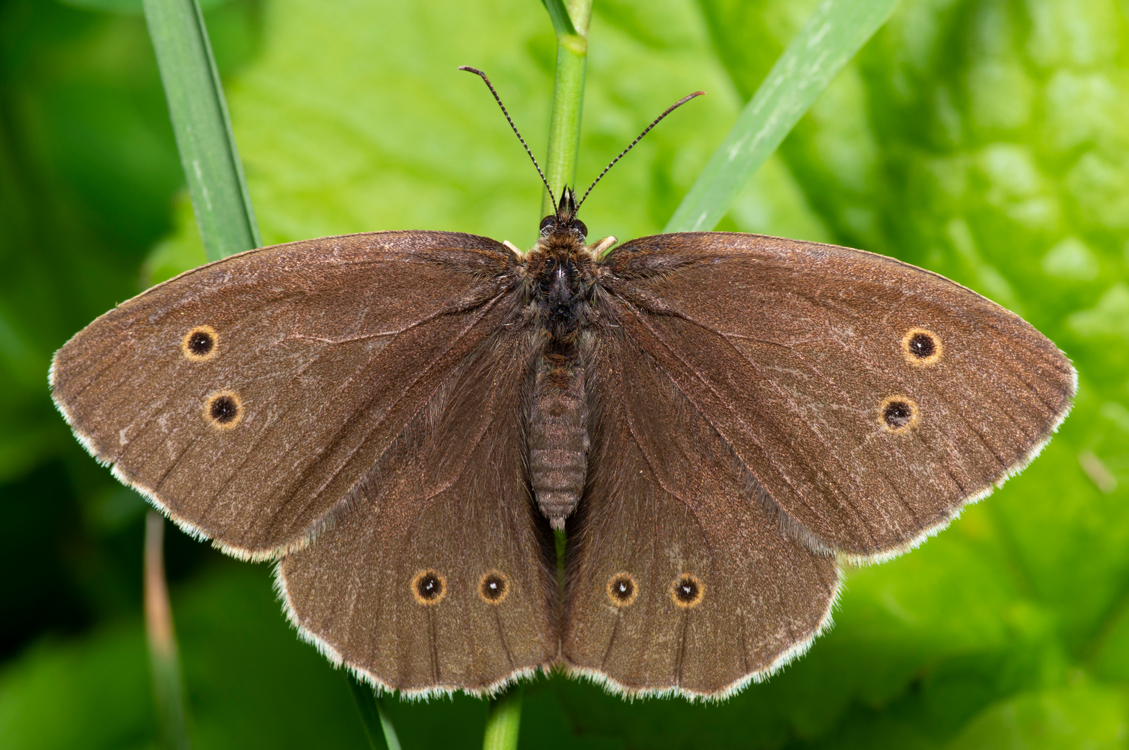 Brauner Waldvogel Foto & Bild tiere, wildlife, schmetterlinge Bilder