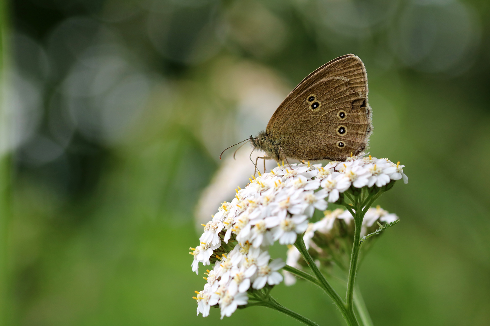 Brauner Waldvogel