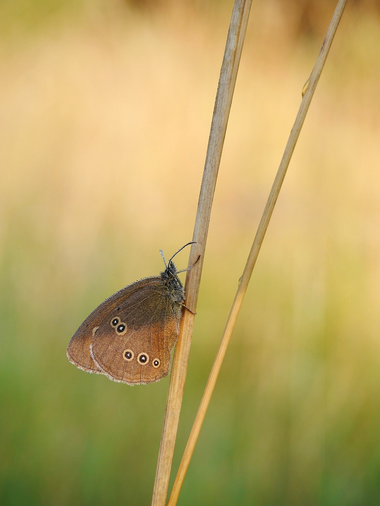 Brauner Waldvogel