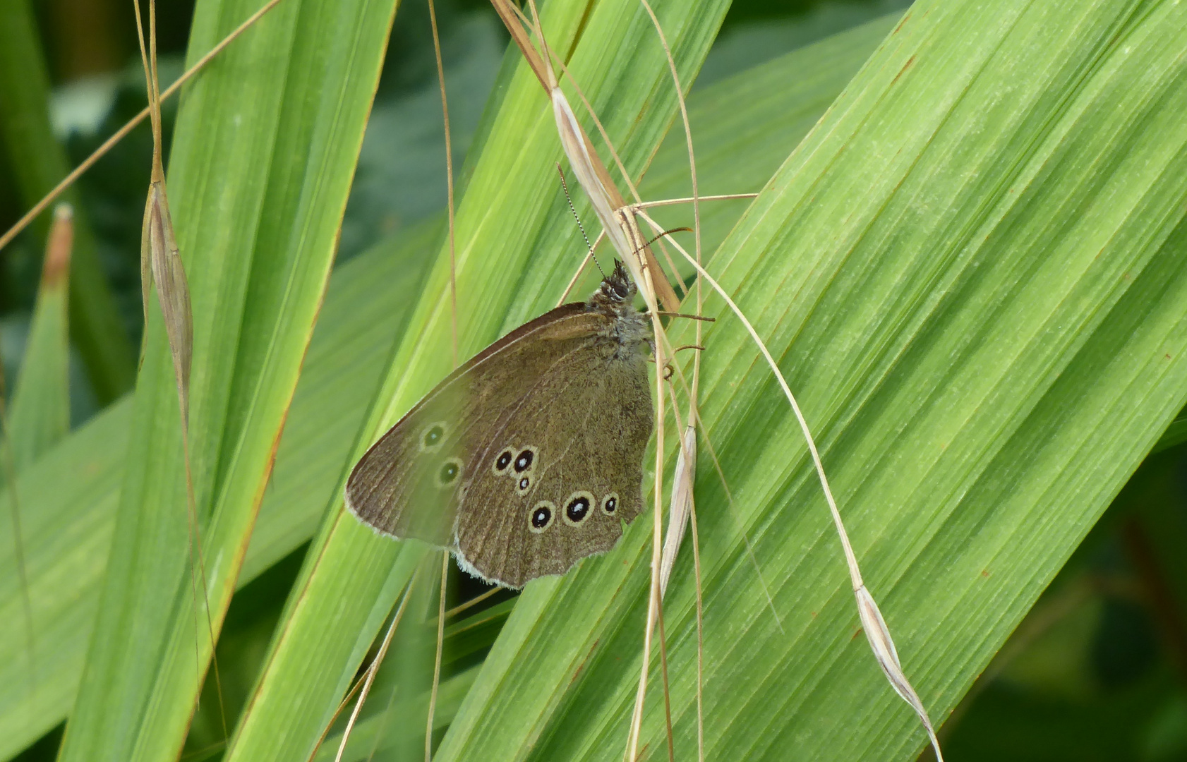 brauner Waldvogel