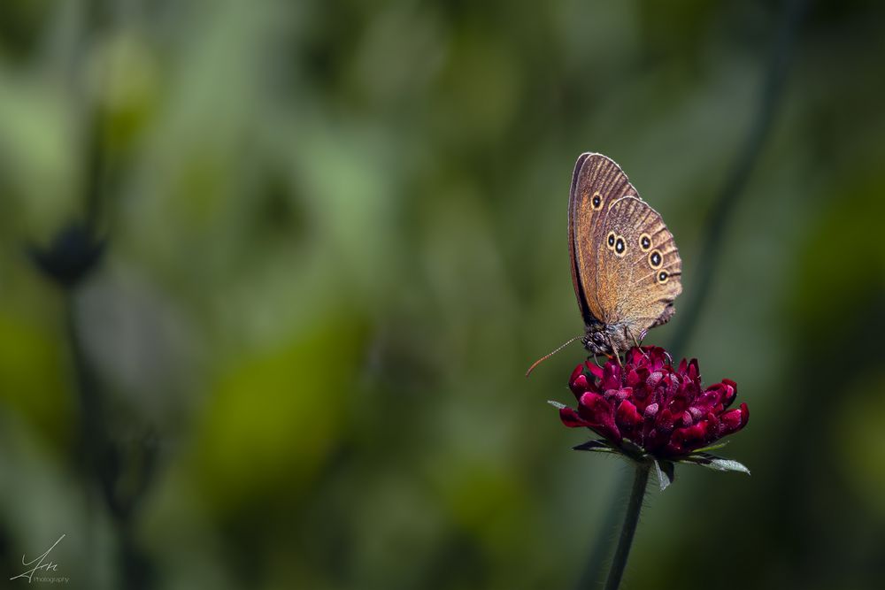 Brauner Waldvogel