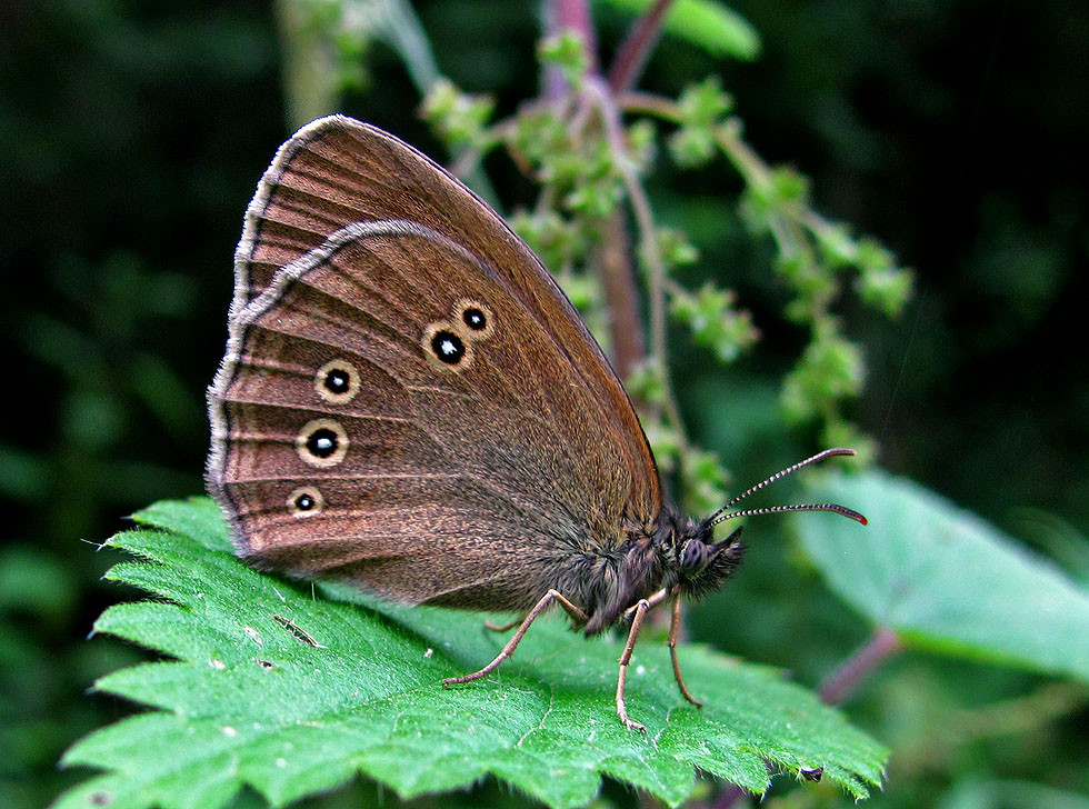 Brauner Waldvogel