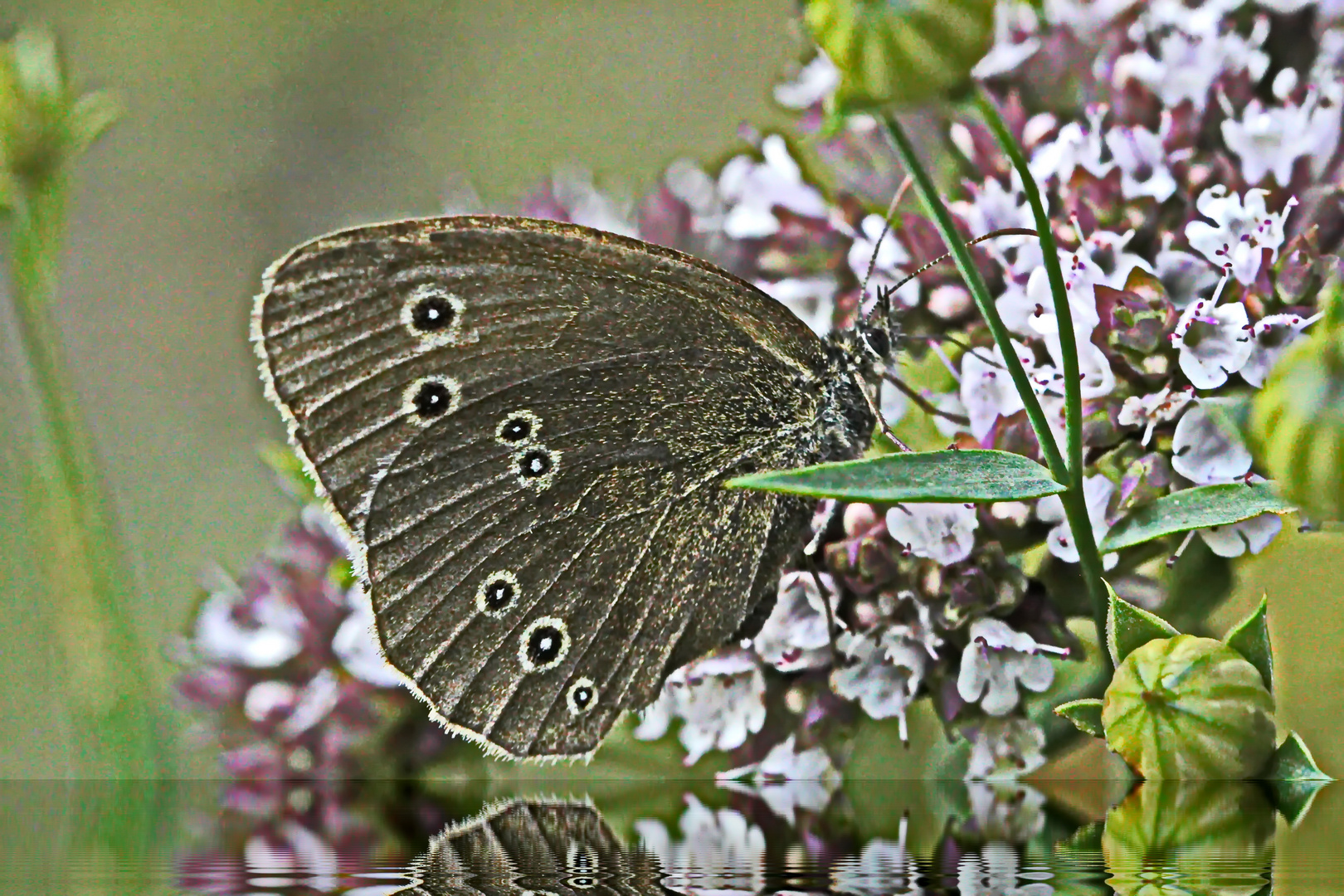 brauner Waldvogel