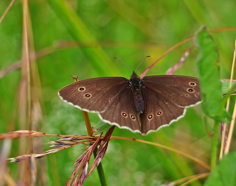 Brauner Waldvogel