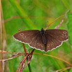 Brauner Waldvogel