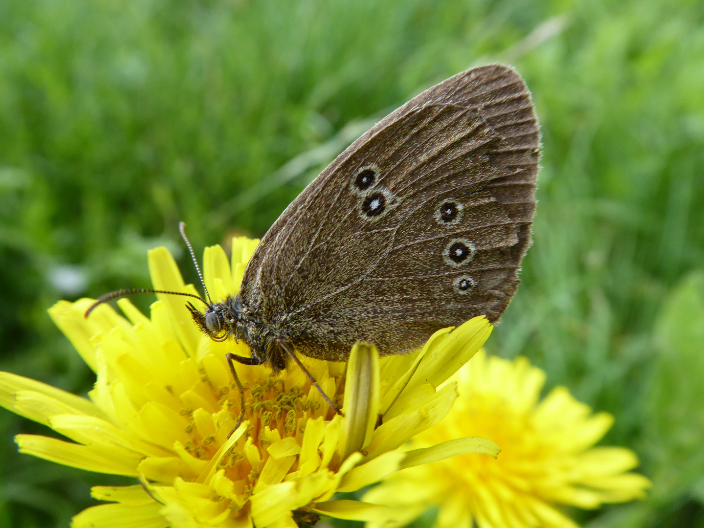 Brauner Waldvogel