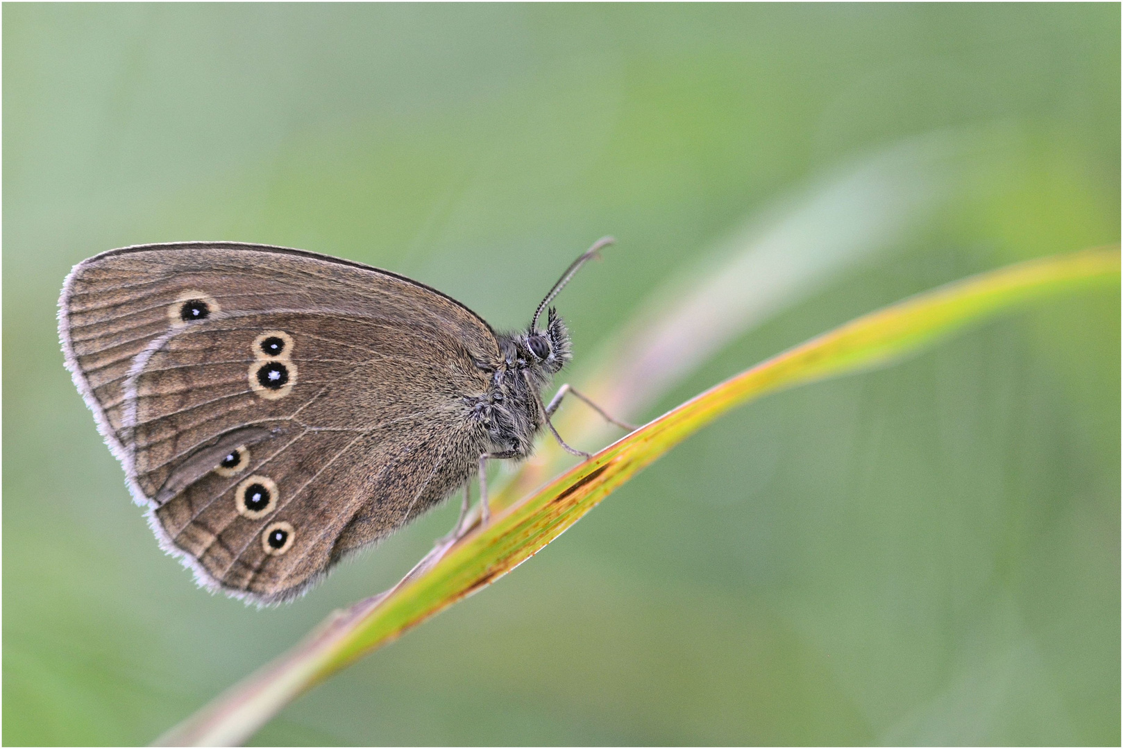 Brauner Waldvogel