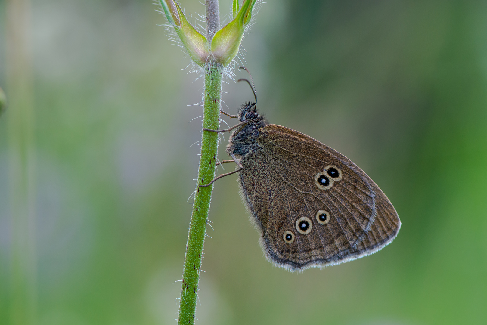 Brauner Waldvogel