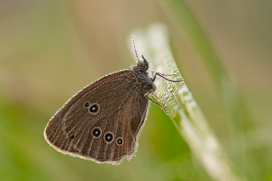 Brauner Waldvogel