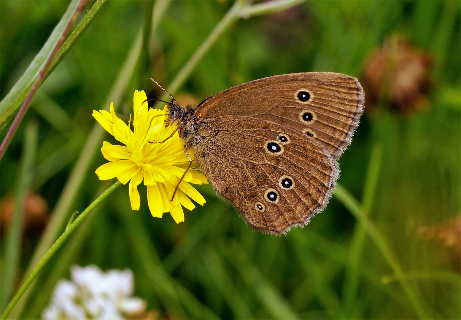 Brauner Waldvogel