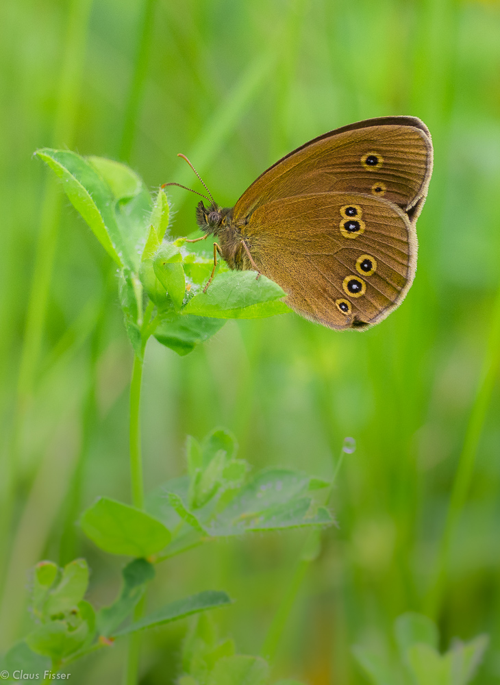 Brauner Waldvogel