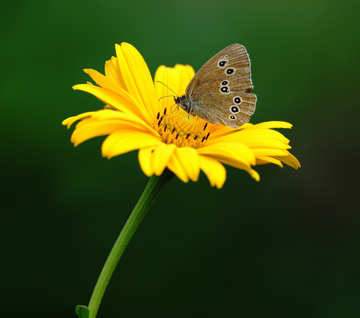 Brauner Waldvogel