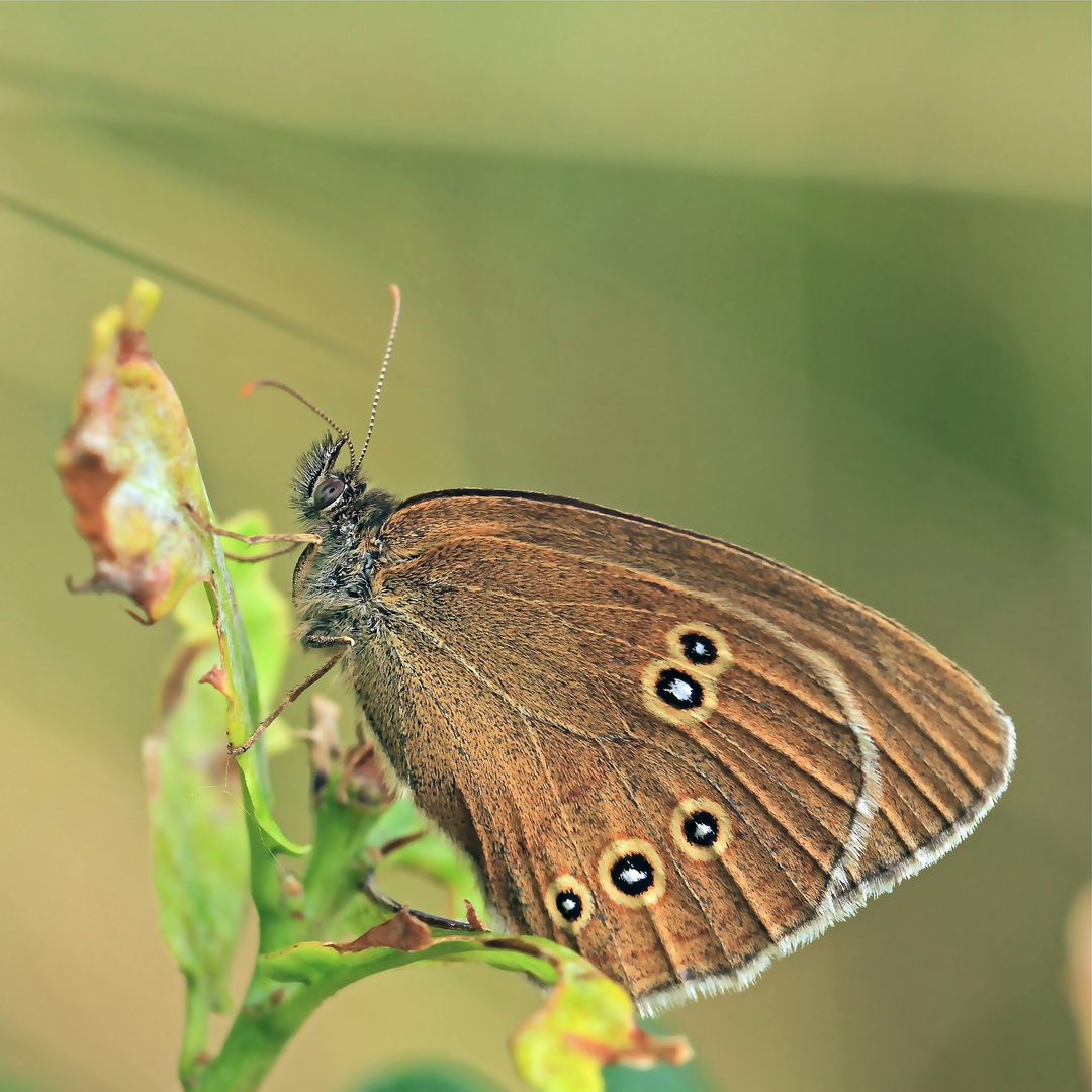 brauner Waldvogel