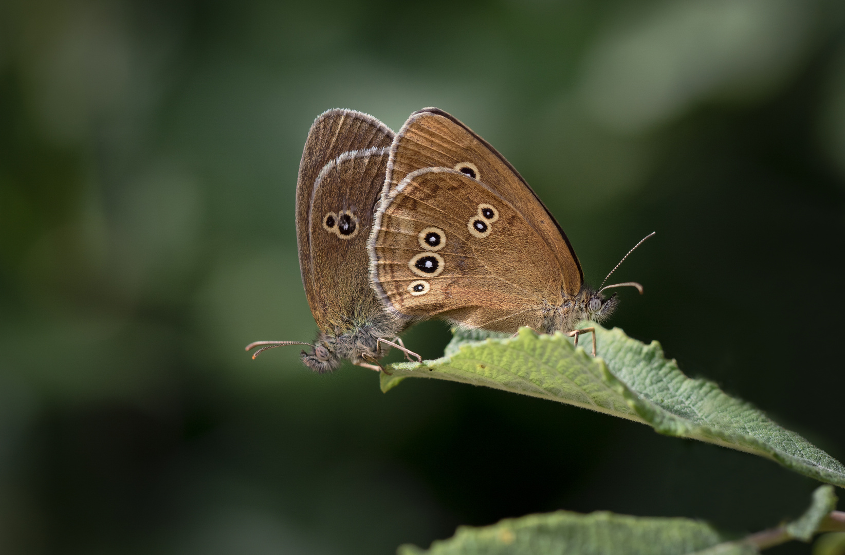 brauner waldvogel