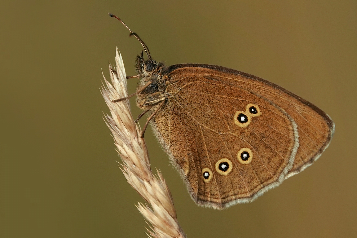 Brauner Waldvogel Foto & Bild tiere, wildlife, schmetterlinge Bilder