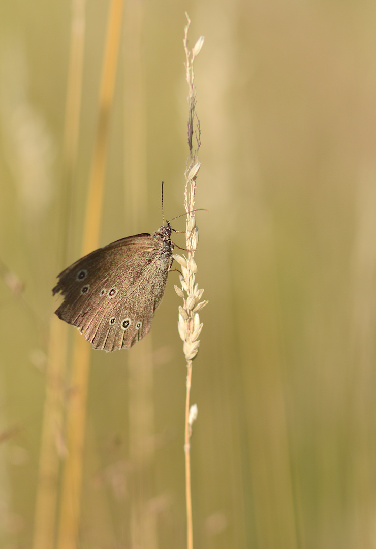 brauner Waldvogel