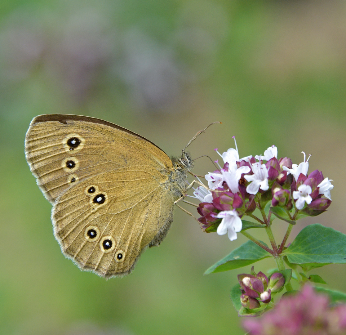 Brauner Waldvogel