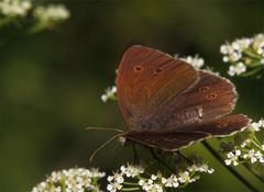 Brauner Waldvogel