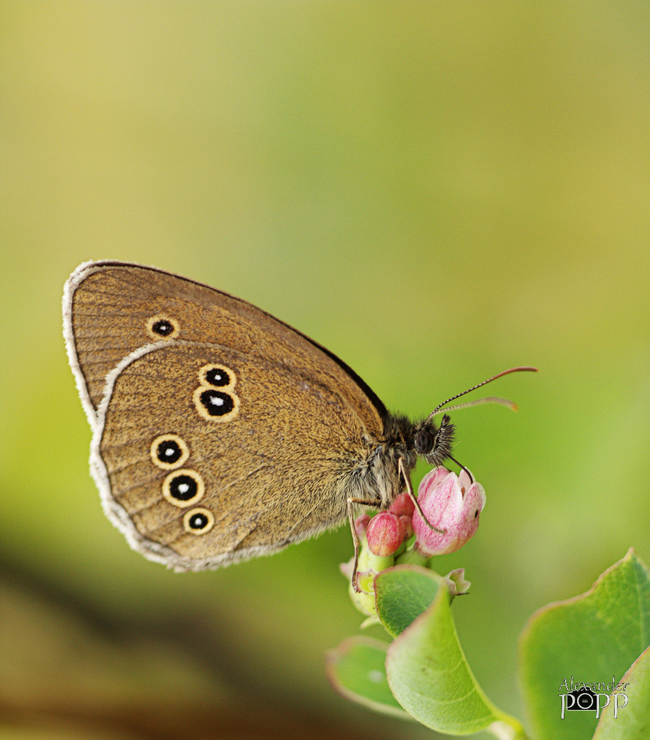 Brauner Waldvogel