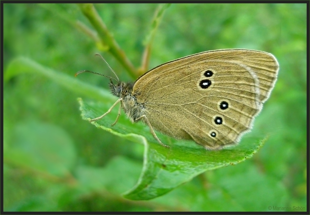 *Brauner Waldvogel*