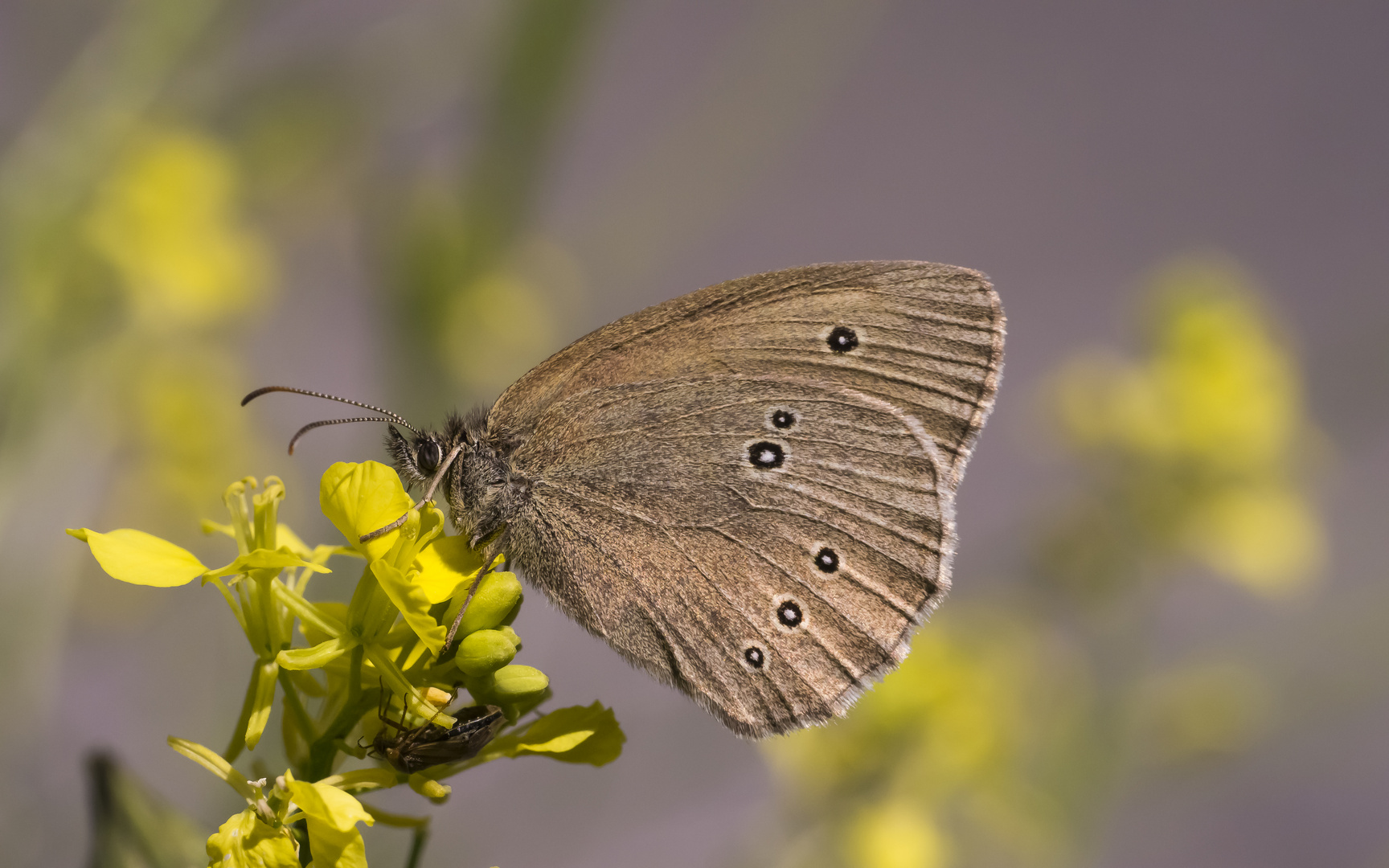 Brauner Waldvogel