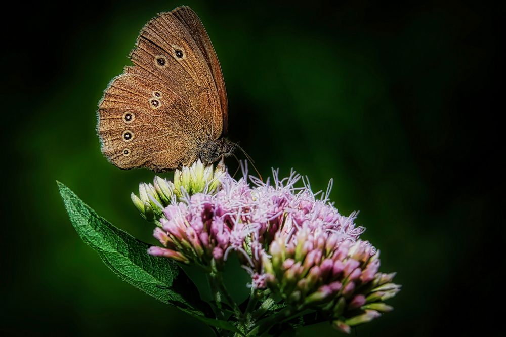 Brauner Waldvogel am gewöhnlichen Wasserdost