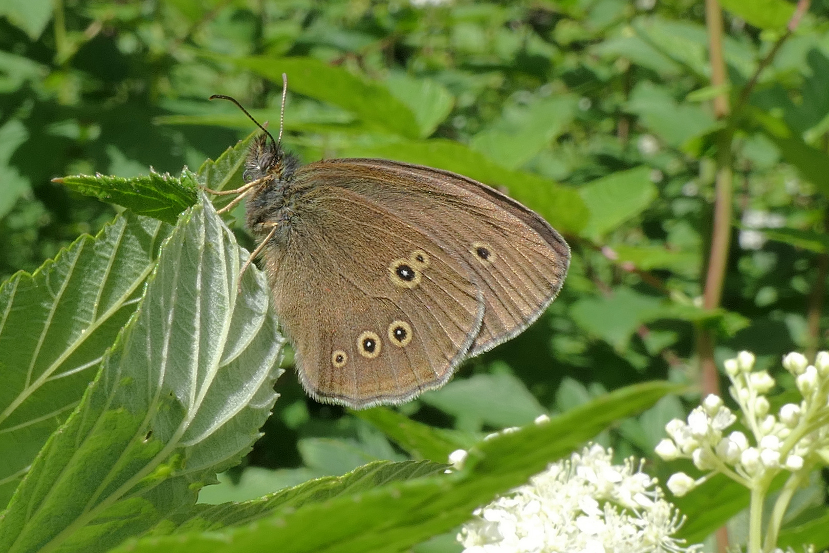 Brauner Waldvogel am Waldrand