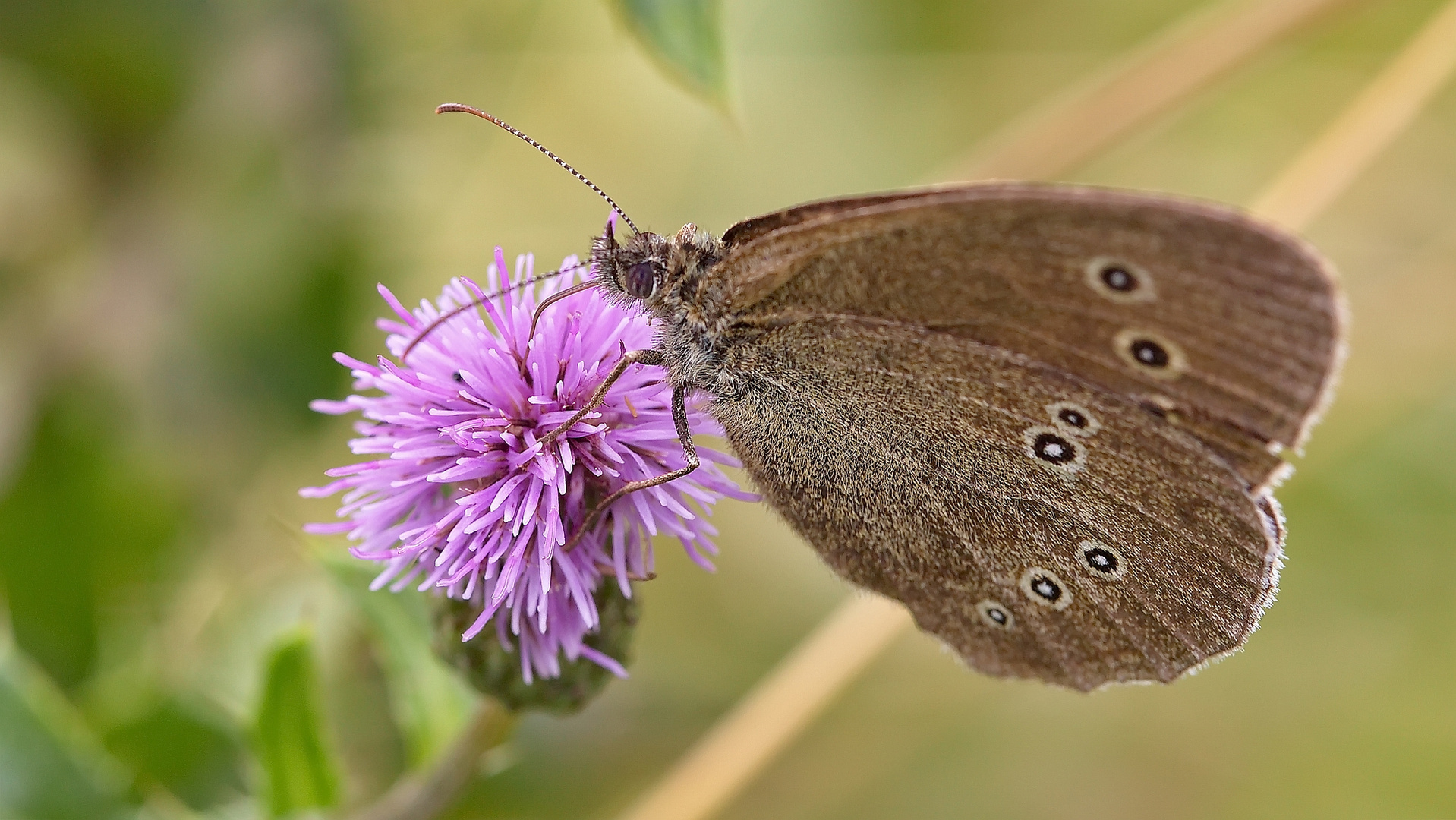 Brauner Waldvogel an Distel