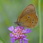 Brauner Waldvogel ( Aphantobus hyperanthus )