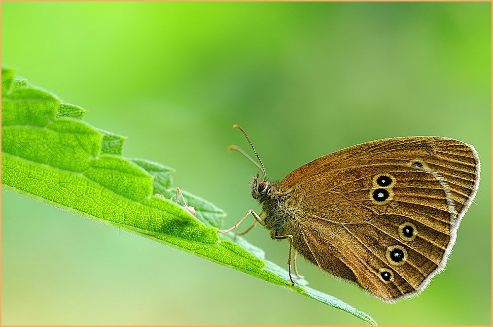 Brauner Waldvogel (Aphantopus hyperanthus)