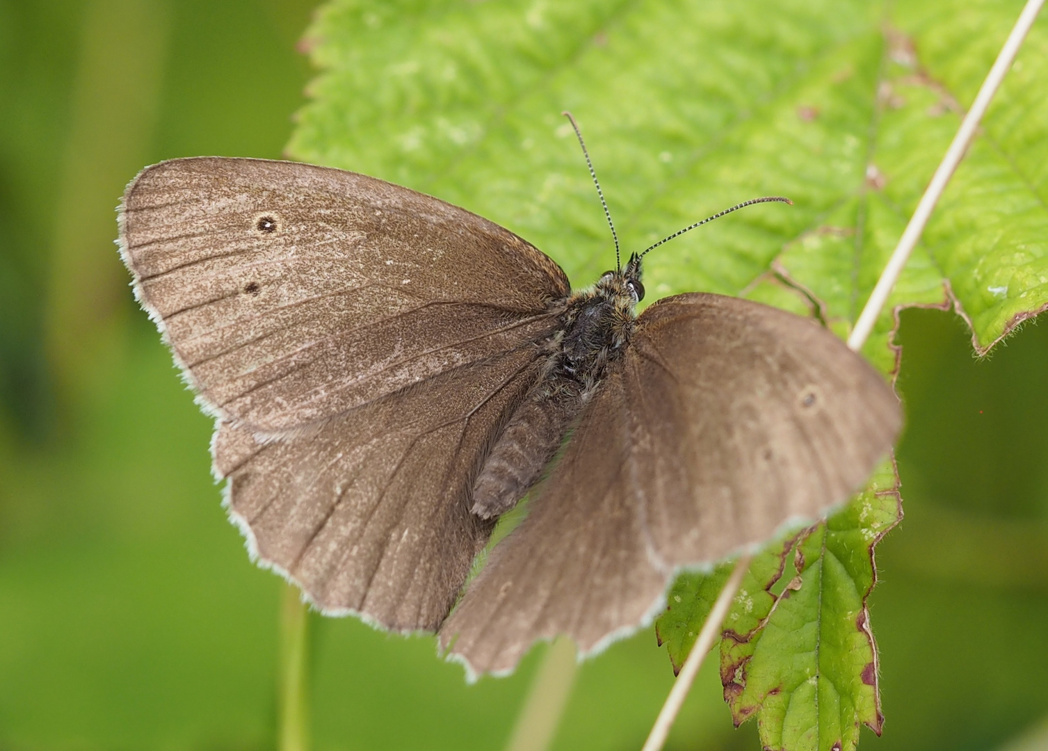 Brauner Waldvogel (Aphantopus hyperanthus)