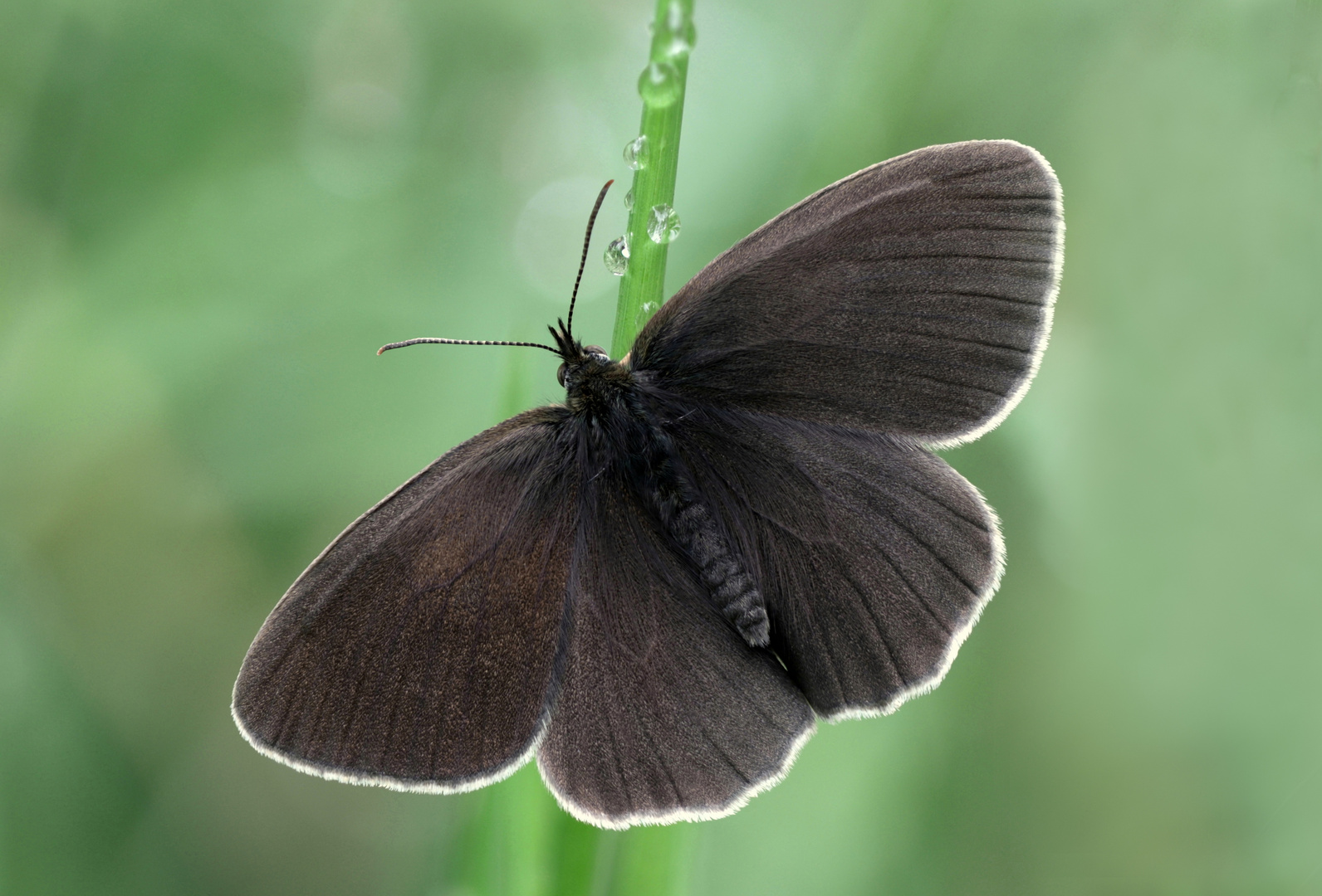 Brauner Waldvogel ( Aphantopus hyperantus )