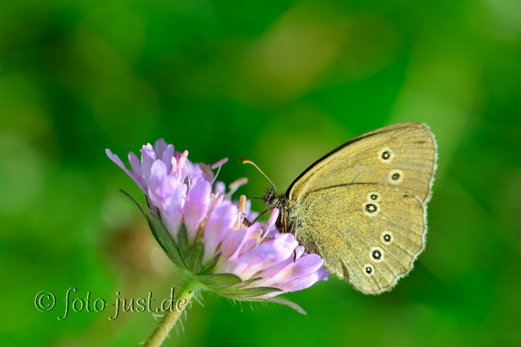 Brauner Waldvogel (Aphantopus hyperantus)