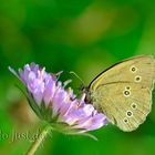 Brauner Waldvogel (Aphantopus hyperantus)