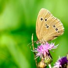 Brauner Waldvogel (Aphantopus hyperantus)