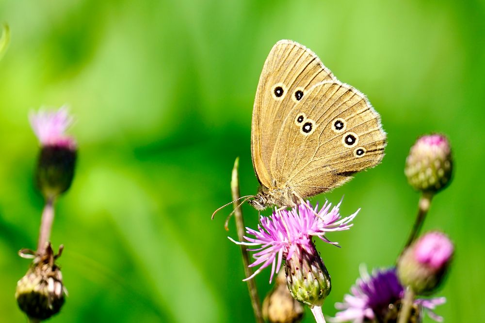 Brauner Waldvogel (Aphantopus hyperantus)