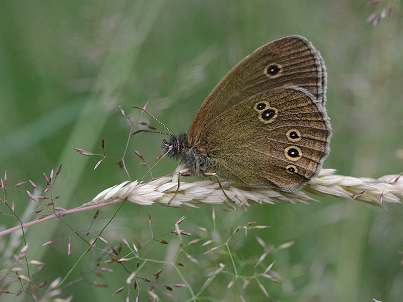 Brauner Waldvogel - Aphantopus hyperantus