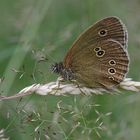 Brauner Waldvogel - Aphantopus hyperantus