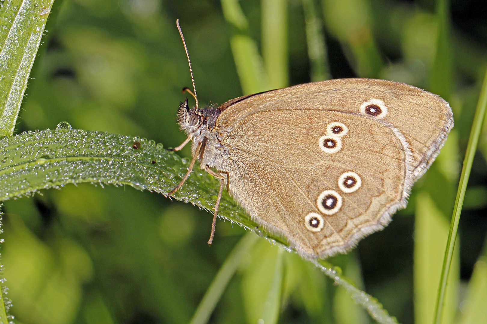 Brauner Waldvogel (Aphantopus hyperantus) 1