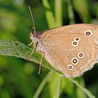 Brauner Waldvogel (Aphantopus hyperantus) 1