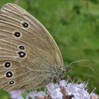 Brauner Waldvogel (Aphantopus hyperantus)