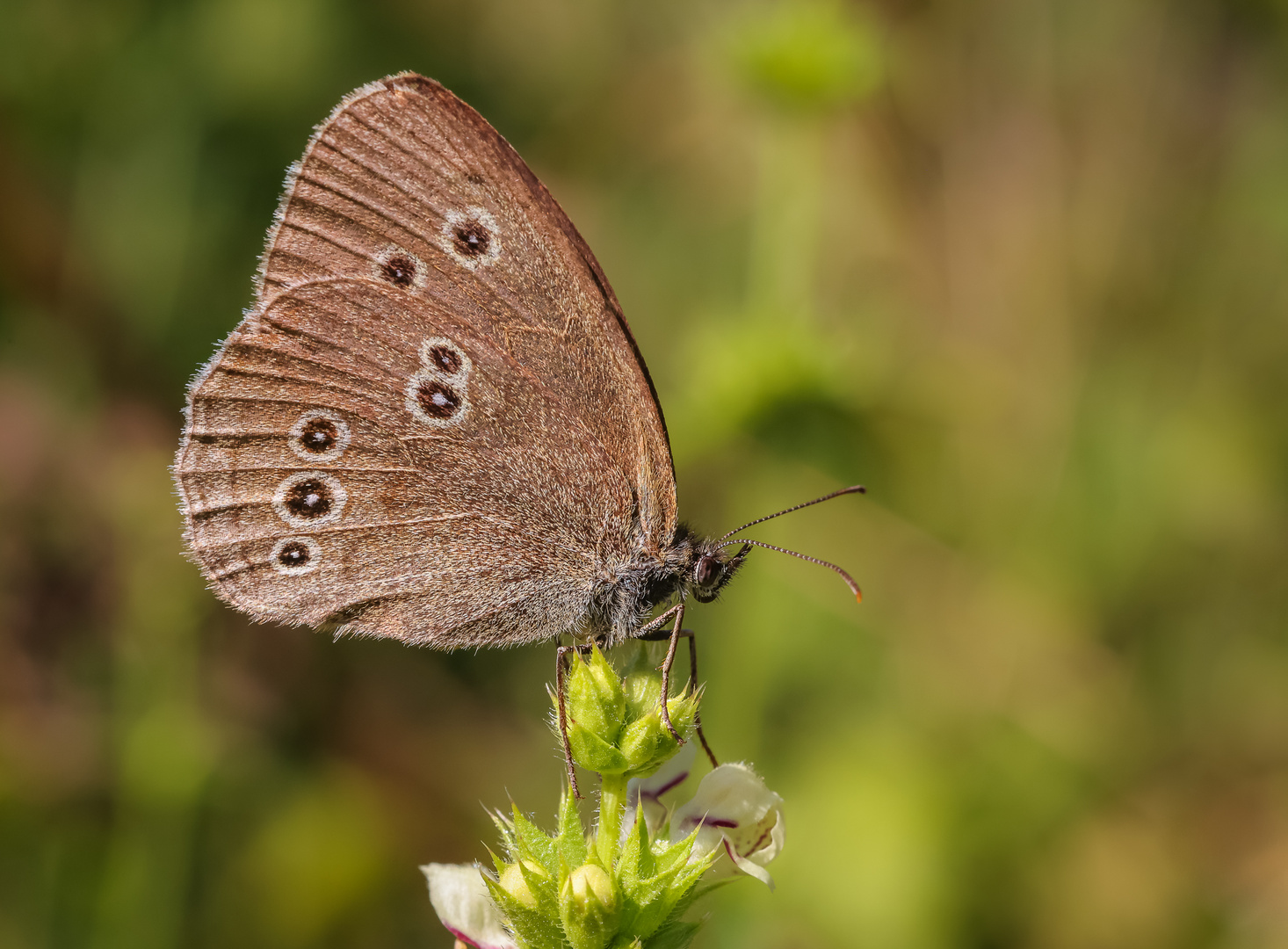 Brauner Waldvogel (Aphantopus hyperantus)