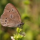 Brauner Waldvogel (Aphantopus hyperantus)