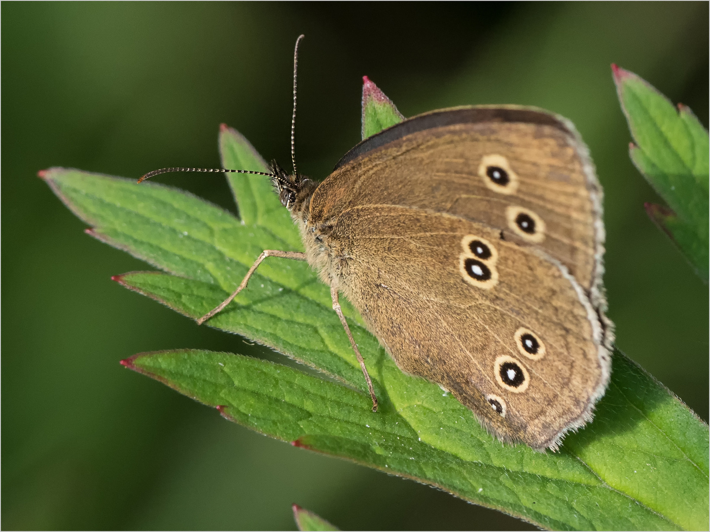 Brauner Waldvogel (Aphantopus hyperantus) 