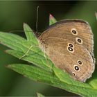 Brauner Waldvogel (Aphantopus hyperantus) 